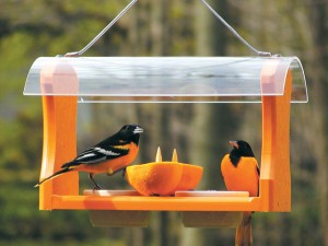 orioles at feeder