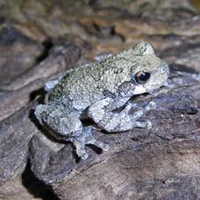 Frogs - The BackYard Naturalist | The BackYard Naturalist