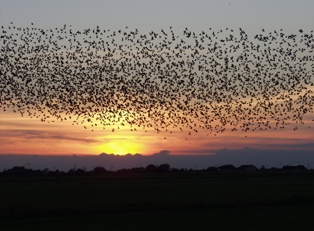 bird migration images