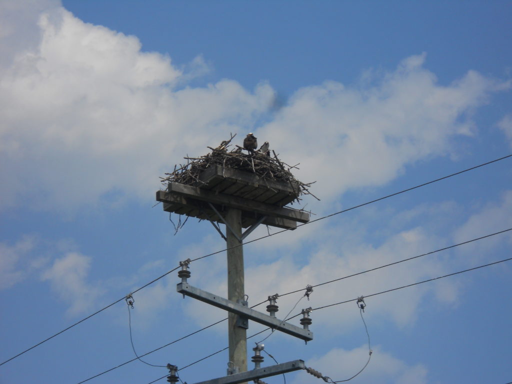 osprey nest