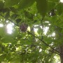 Indigo Bunting Nest